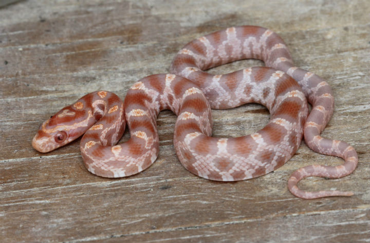 Reverse Okeetee Corn Snake